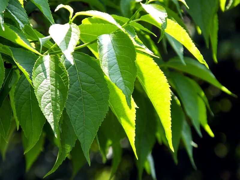 32 Kvalitetskontroller av Eucommia Extract: Hur vi skyddar varje droppe naturlig essens